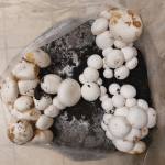 Van champignon tot pizza
