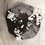 Van champignon tot pizza