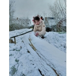 Sneeuw
