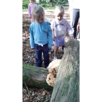 Naar het bos