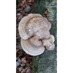 Naar het bos
