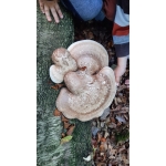 Naar het bos