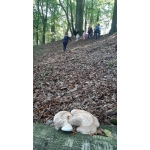 Naar het bos