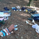 Naar het bos