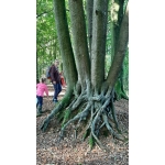 Naar het bos