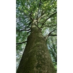 Naar het bos