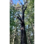 Naar het bos